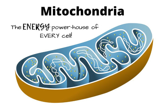 Mitochondrial Function and Health